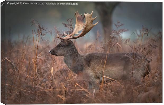 Fallow deer walking through the long dead grasses Canvas Print by Kevin White