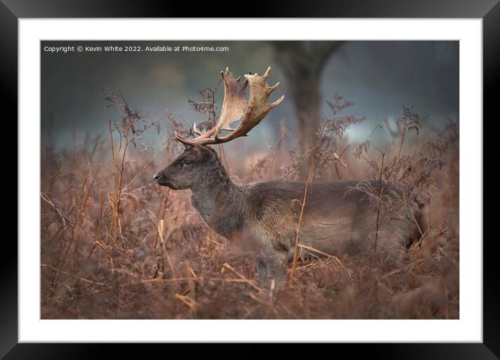 Fallow deer walking through the long dead grasses Framed Mounted Print by Kevin White