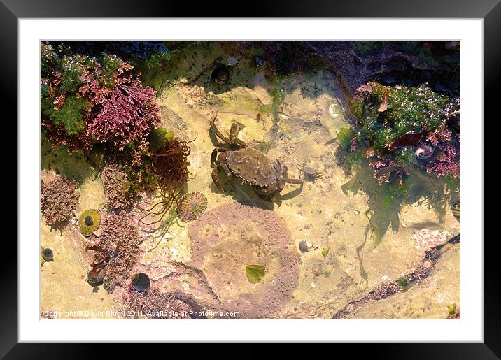 Rockpool comes alive Framed Mounted Print by David Borrill