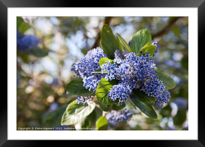 Ceanothus arboreus Trewithen Blue tree in flower Framed Mounted Print by Elaine Hayward