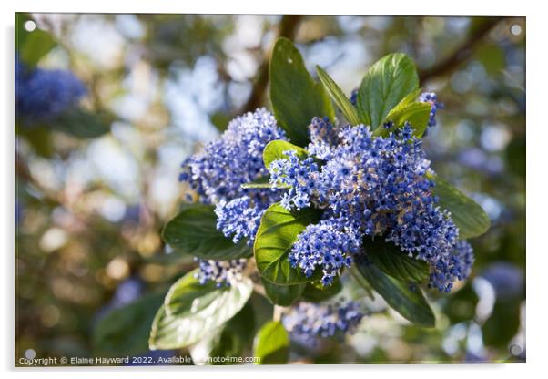 Ceanothus arboreus Trewithen Blue tree in flower Acrylic by Elaine Hayward