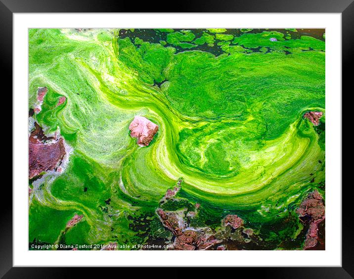 Dale Peninsular swirling seaweed Framed Mounted Print by DEE- Diana Cosford