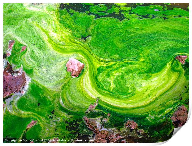 Dale Peninsular swirling seaweed Print by DEE- Diana Cosford
