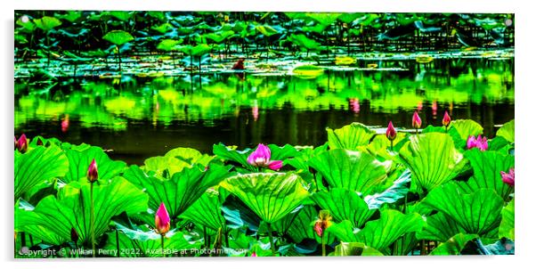 Pink Lotus Garden Reflection Summer Palace Beijing Acrylic by William Perry