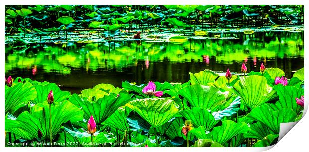 Pink Lotus Garden Reflection Summer Palace Beijing Print by William Perry