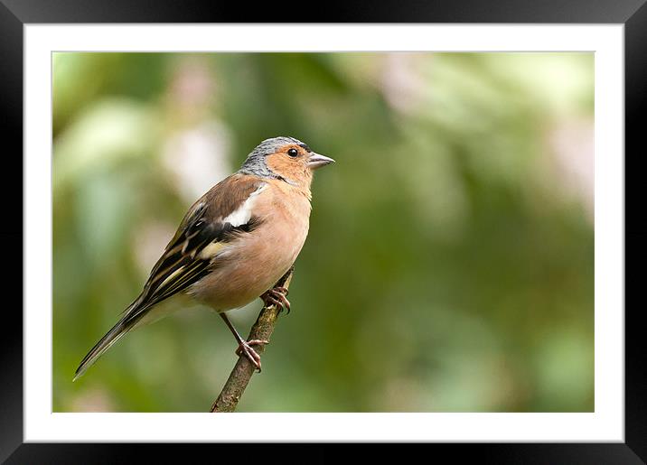 Male Chaffinch Framed Mounted Print by Jeni Harney