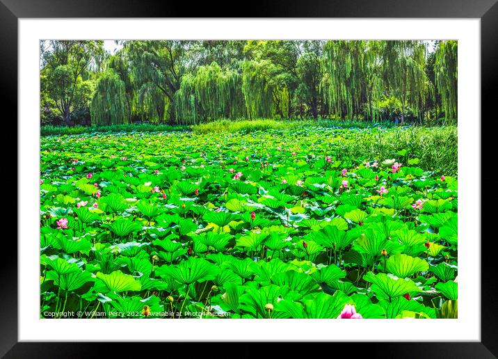 Lotus Garden Summer Palace Beijing China Framed Mounted Print by William Perry