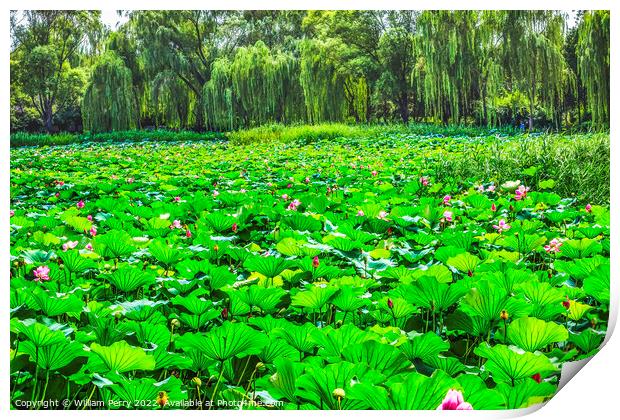 Lotus Garden Summer Palace Beijing China Print by William Perry