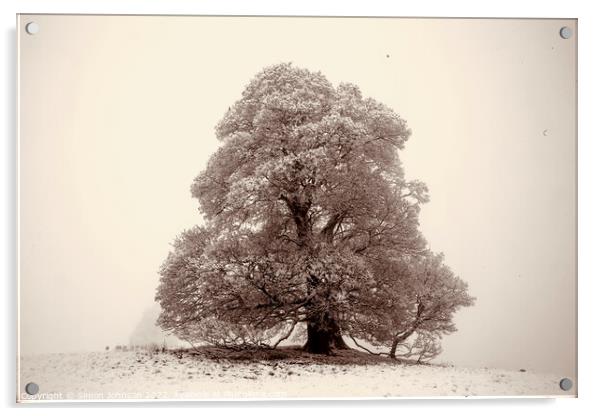 Frosted  tree sepia Acrylic by Simon Johnson