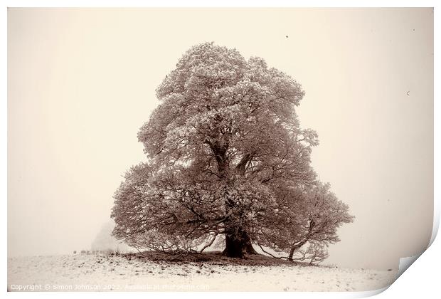 Frosted  tree sepia Print by Simon Johnson