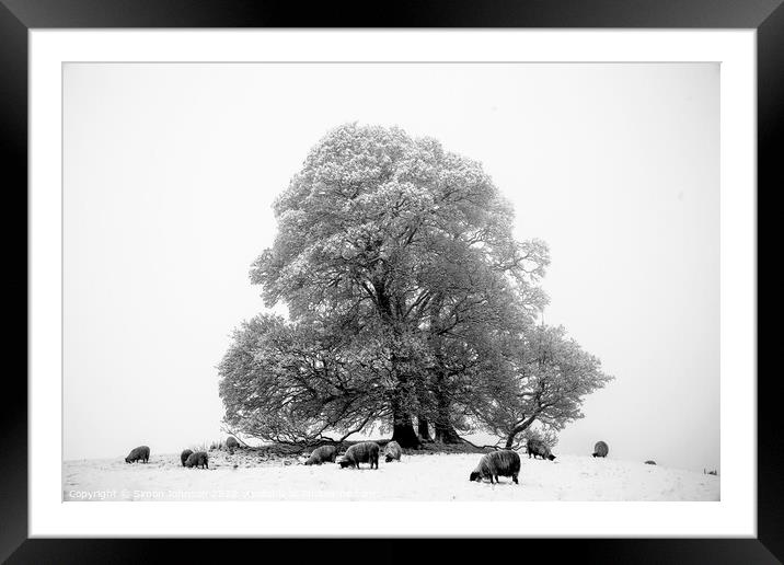 Trees sheep and Snow Framed Mounted Print by Simon Johnson
