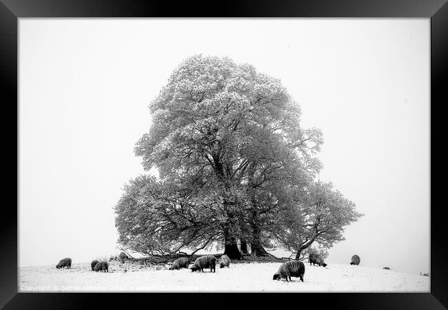 Trees sheep and Snow Framed Print by Simon Johnson