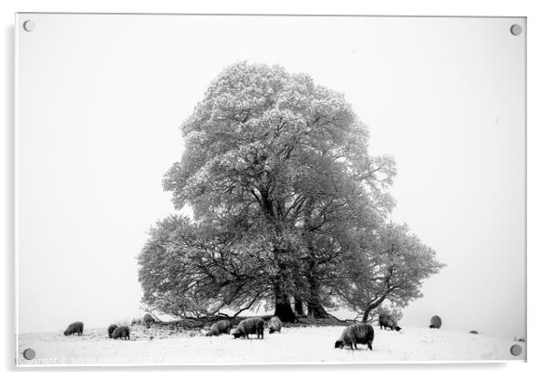 Trees sheep and Snow Acrylic by Simon Johnson