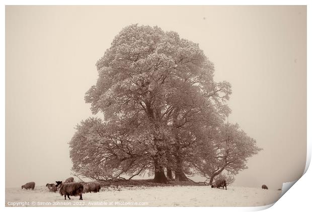 Tree fog and Snow Print by Simon Johnson