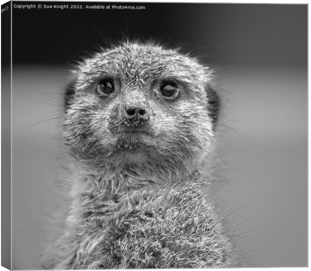 Black & white portrait of a Meerkat Canvas Print by Sue Knight
