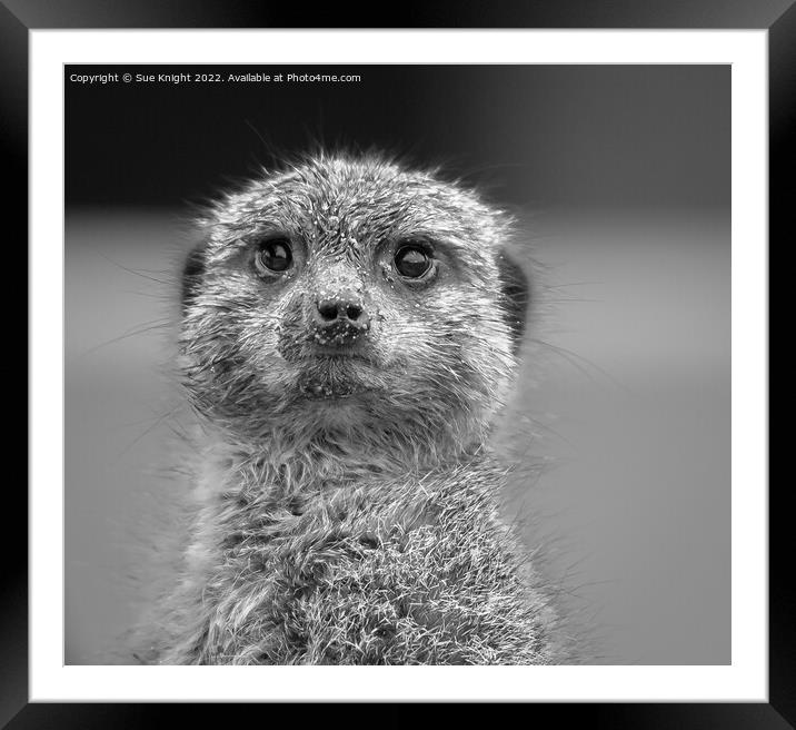 Black & white portrait of a Meerkat Framed Mounted Print by Sue Knight