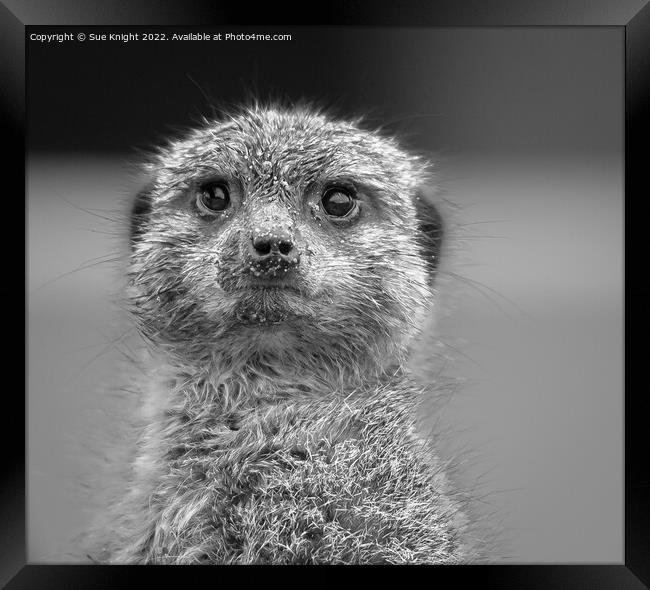 Black & white portrait of a Meerkat Framed Print by Sue Knight