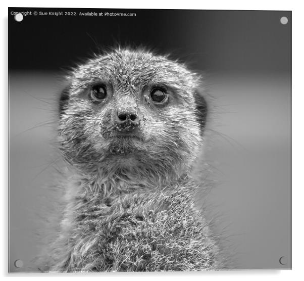 Black & white portrait of a Meerkat Acrylic by Sue Knight