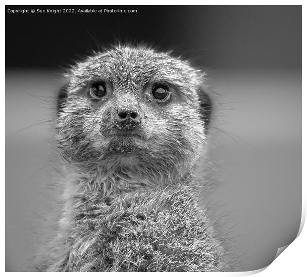 Black & white portrait of a Meerkat Print by Sue Knight