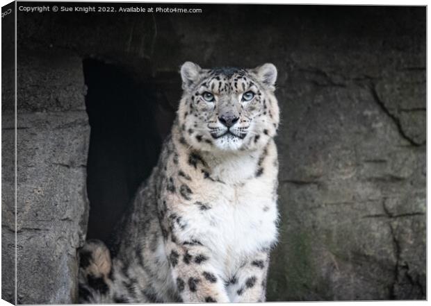 Portrait of a Snow Leopard Canvas Print by Sue Knight