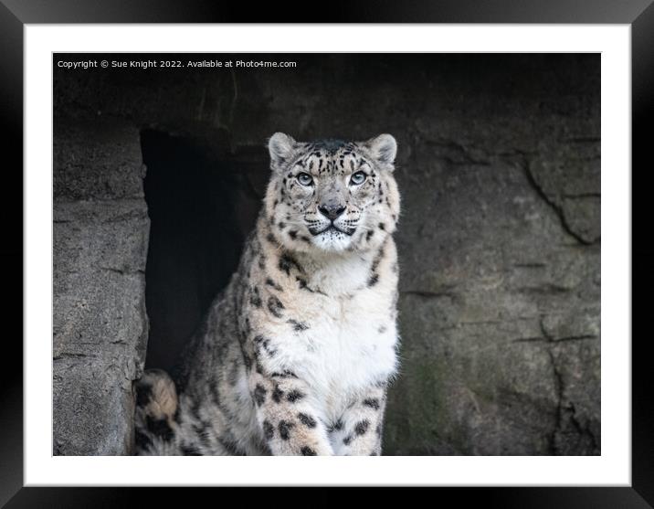 Portrait of a Snow Leopard Framed Mounted Print by Sue Knight