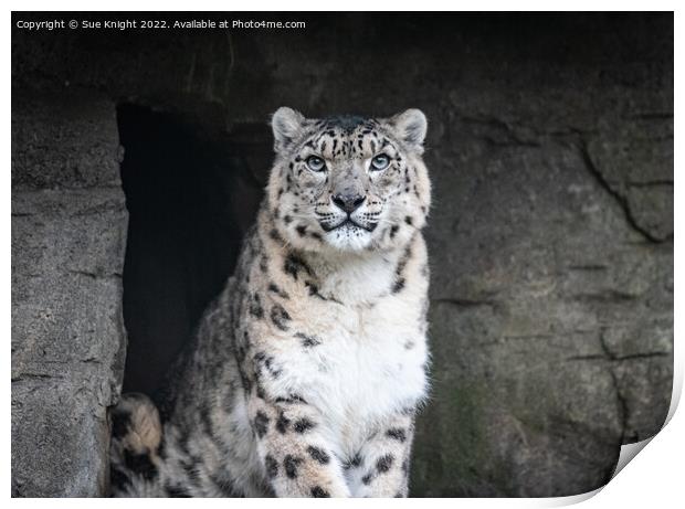 Portrait of a Snow Leopard Print by Sue Knight