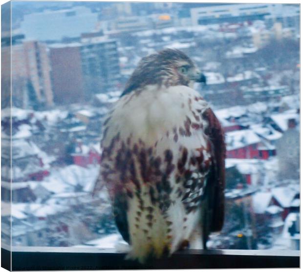 Hawk Canvas Print by Stephanie Moore