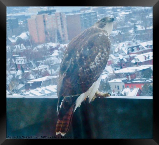 Hawk watching pigeons Framed Print by Stephanie Moore