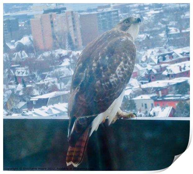Hawk watching pigeons Print by Stephanie Moore