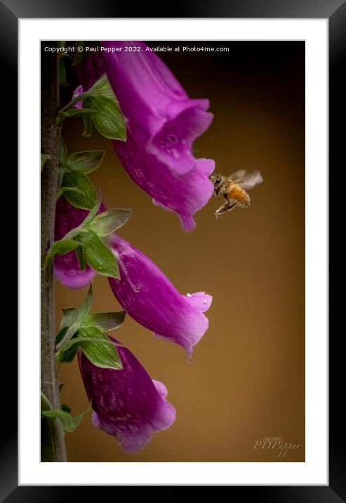 Digitalis Bee Framed Mounted Print by Paul Pepper
