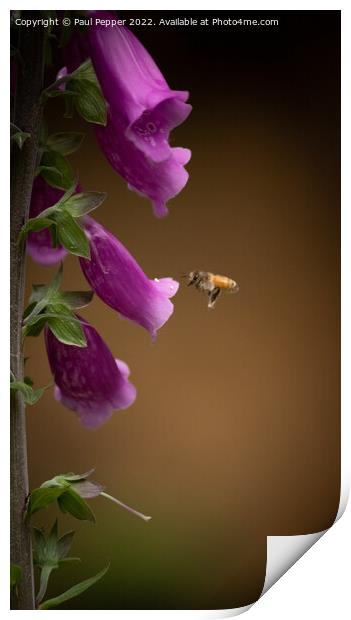 Digitalis Bee Print by Paul Pepper