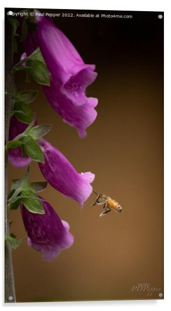 Digitalis Bee Acrylic by Paul Pepper