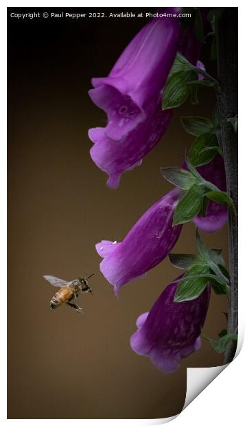 Digitalis Bee Print by Paul Pepper