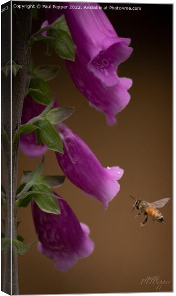 Digitalis Bee Canvas Print by Paul Pepper