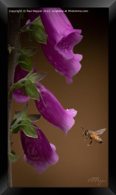 Digitalis Bee Framed Print by Paul Pepper