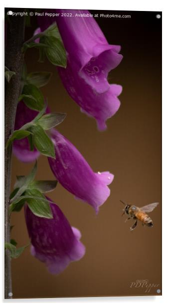 Digitalis Bee Acrylic by Paul Pepper