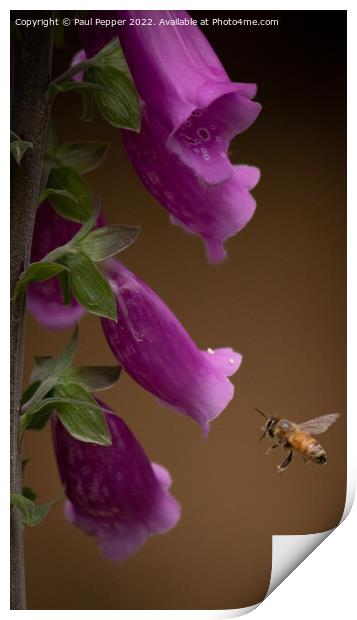 Digitalis Bee Print by Paul Pepper