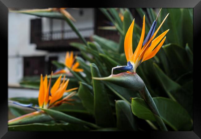 Bird of paradise, Strelitzia Framed Print by Phil Crean