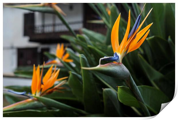 Bird of paradise, Strelitzia Print by Phil Crean