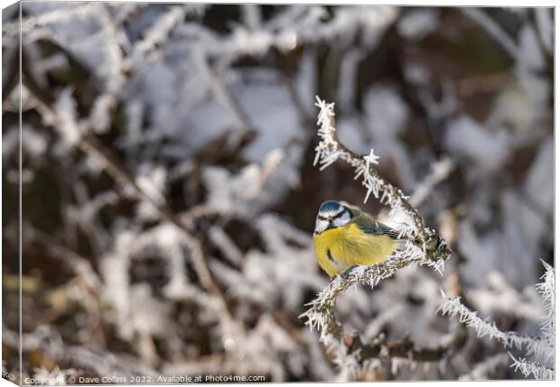Puffed up Blue Tit on a snow covered tree branches with a blurred background Canvas Print by Dave Collins