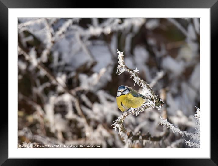 Puffed up Blue Tit on a snow covered tree branches with a blurred background Framed Mounted Print by Dave Collins