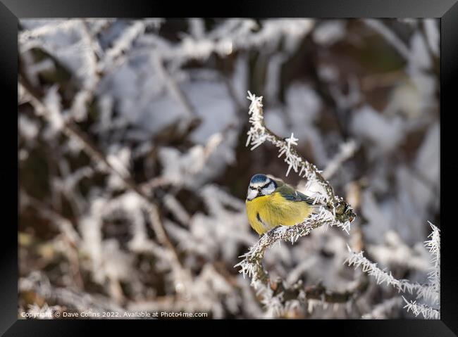 Puffed up Blue Tit on a snow covered tree branches with a blurred background Framed Print by Dave Collins