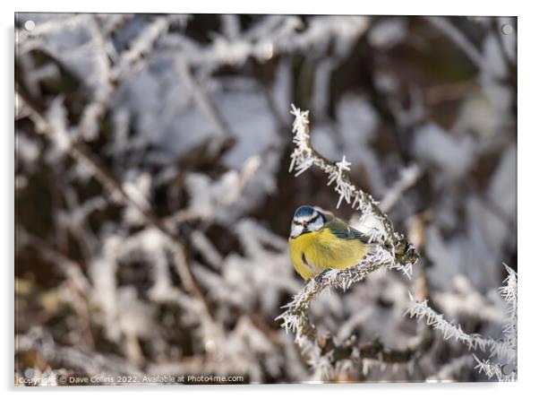 Puffed up Blue Tit on a snow covered tree branches with a blurred background Acrylic by Dave Collins