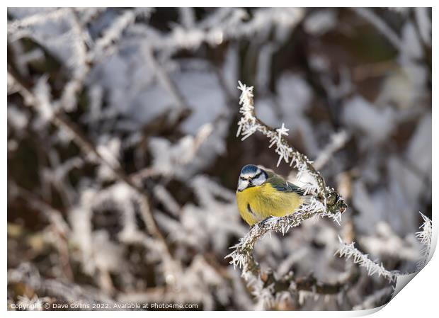 Puffed up Blue Tit on a snow covered tree branches with a blurred background Print by Dave Collins