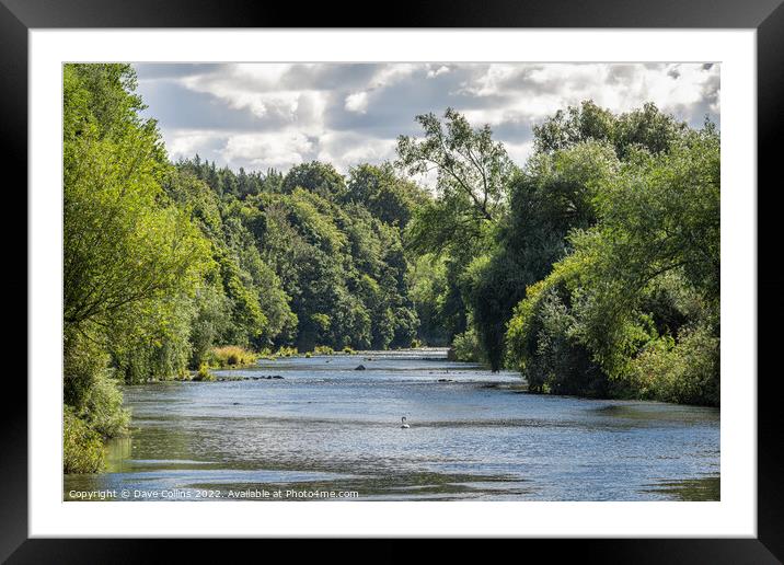 The River Teviot near Roxburgh Framed Mounted Print by Dave Collins
