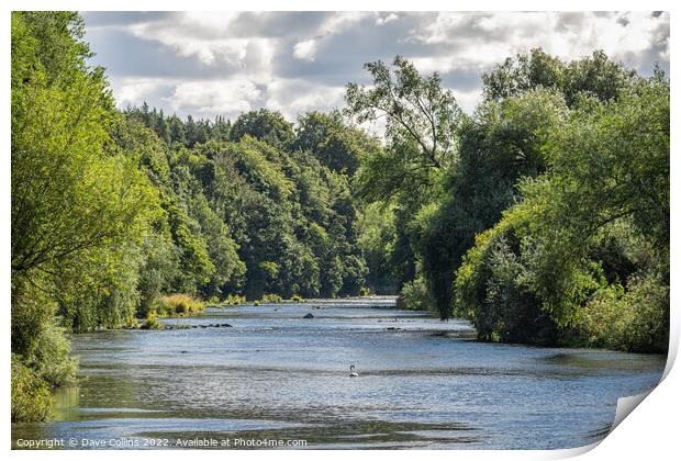 The River Teviot near Roxburgh Print by Dave Collins