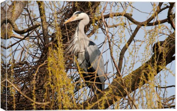Grey heron standing guard over his nest Canvas Print by Sally Wallis