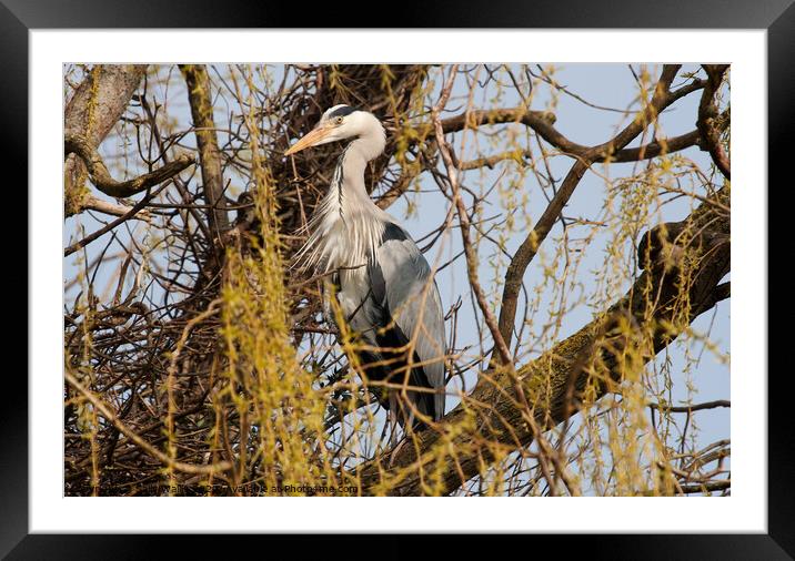 Grey heron standing guard over his nest Framed Mounted Print by Sally Wallis