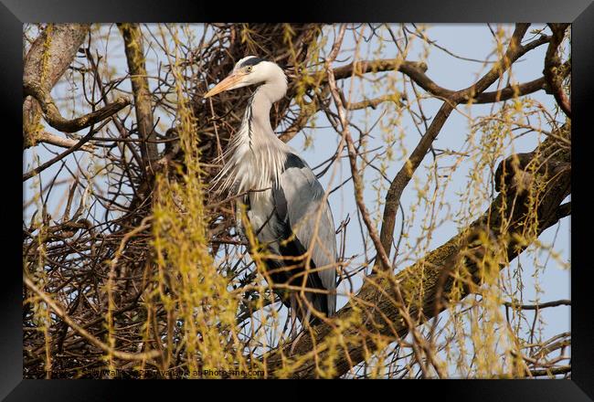 Grey heron standing guard over his nest Framed Print by Sally Wallis
