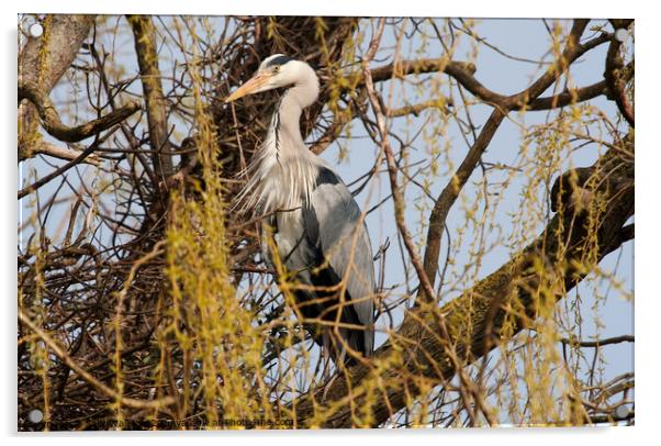 Grey heron standing guard over his nest Acrylic by Sally Wallis